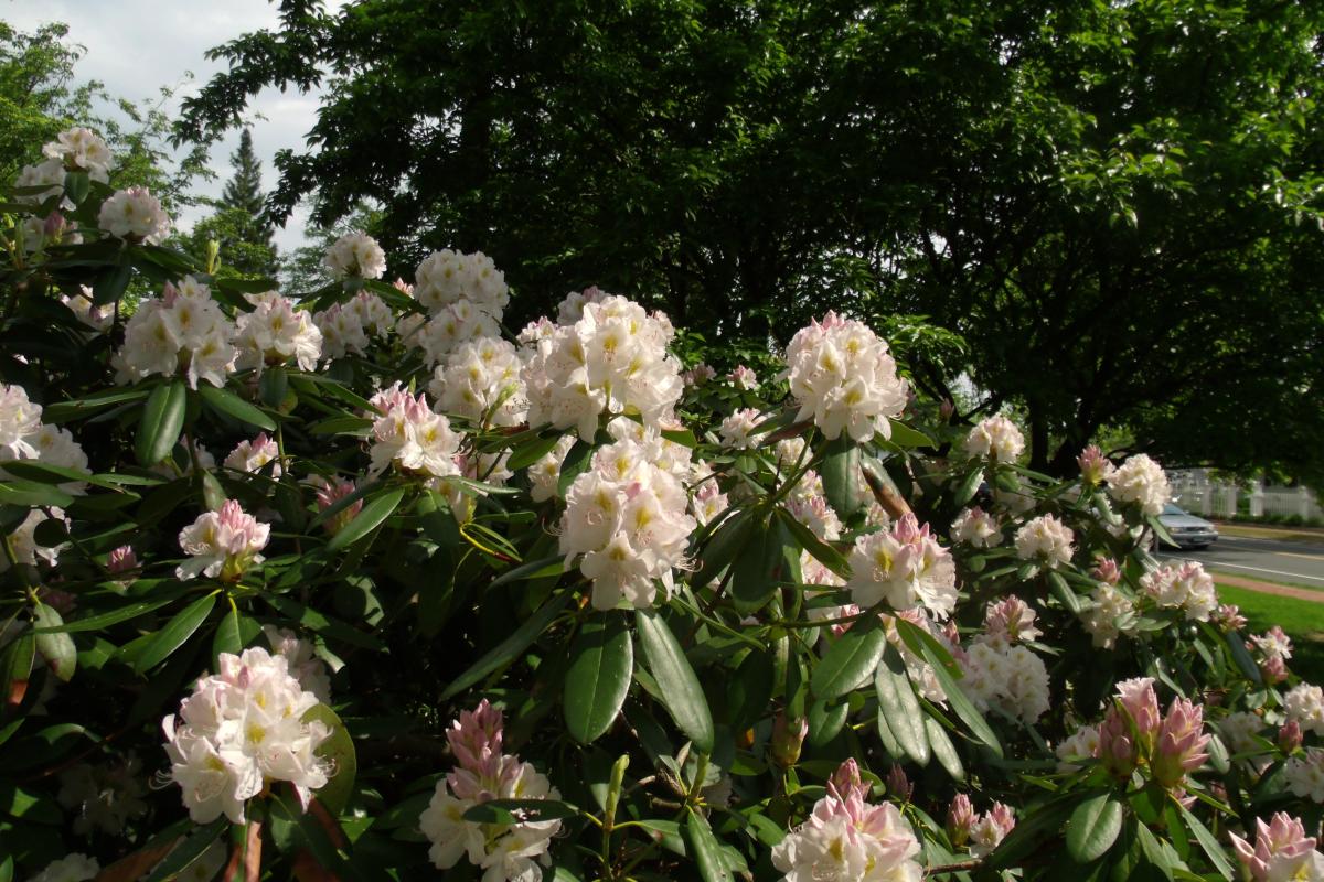 Schultz Park Rhododendrons, John Cudworth