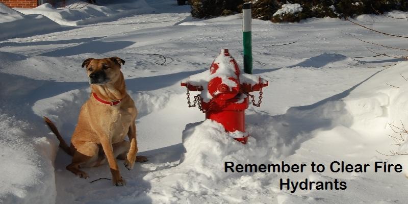 Photo of Buddy the dog next to fire hydrant