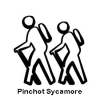 Pinchot Sycamore